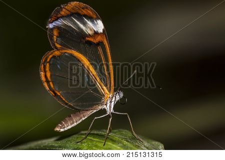 Greta Otto butterfly with transparent and invisible wings