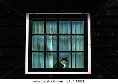 Brown black and white cat resting at the edge of the glass square windows of an old rural countryside little house looking at the passerby under a misty and clowdy weather