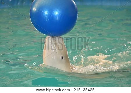 Belukha (LAT. Delphinapterus leucas) type of toothed whales performs an exercise with a ball