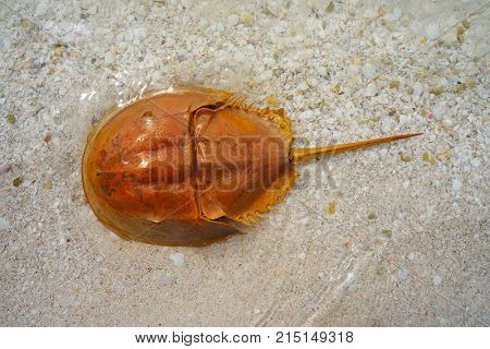 Cacerola de mar Limulus polyphemus horseshoe crab in Mexico