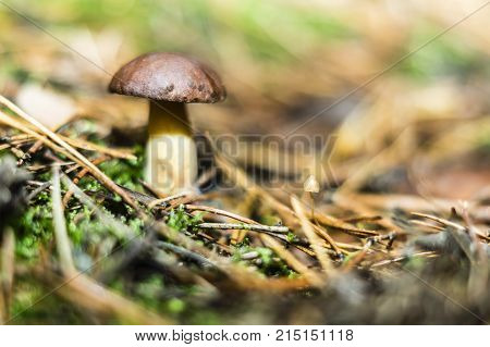 boletus and pudding next to each other