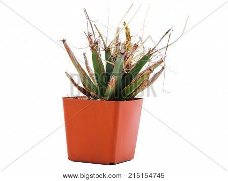 The pot is brown with a view of the cactus ariocarpus. Front view on white isolated background
