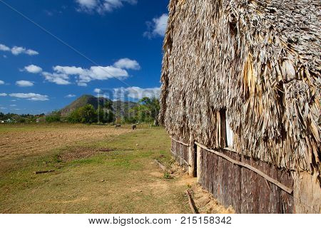 Typical barn on tobacco plantations.Barn used for curing tobacco. The Vinales valley Pinar del Rio Cuba