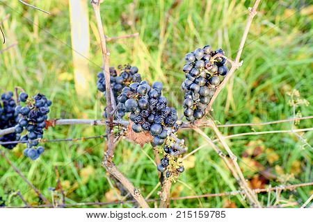 Close-up view of vine grapes in autumn after harvest, ripening on ice wine. Macro image of blue vine grapes