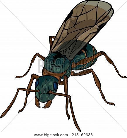Vector cartoon black winged ant on white background