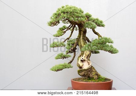 Twisted bonsai pine tree in a pot against a grey wall in BaiHuaTan public park, Chengdu, China