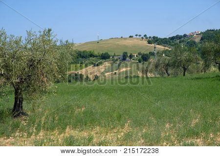Landscape Near Ascoli Piceno At Summer