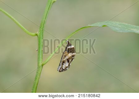 Chrysalis Butterfly hanging on trees . Chrysalis Butterfly.