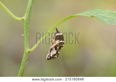 Chrysalis Butterfly hanging on trees . Chrysalis Butterfly.
