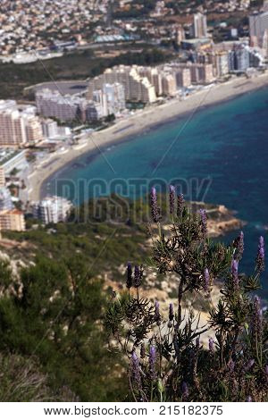 The Lavender Bush On Mount Ifach, The Blue Sea And The Coastal Town Of Kalp On The Mediterranean Coa