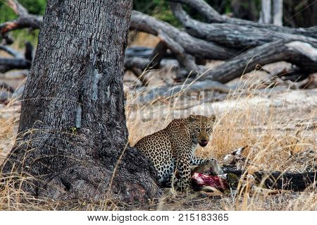 Large Male African Leopard feeding on a kill next to a tree trunk in South Luangwa National Par South Luangwa