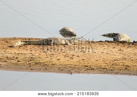 Nile Crocodiles (Crocodylinae) basking in the Luangwa River in Zambia