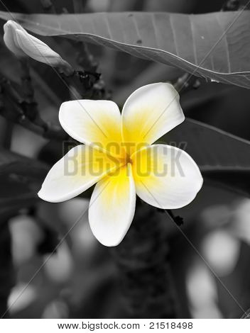 Closeup macro del fiore di frangipani bianco e giallo