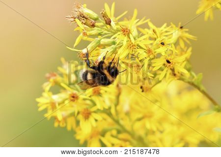 bumblebee bombus animal flower yellow summer natural