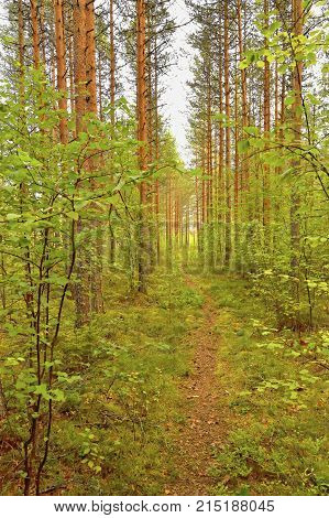 forest path nature summer pine green outdoors