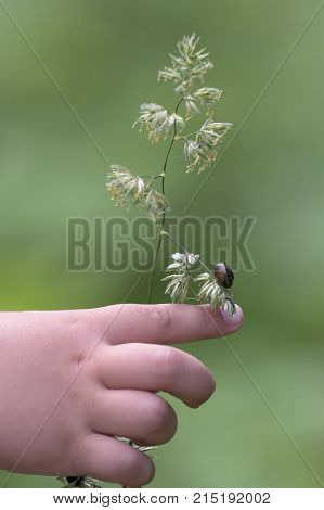 snail hand hay finger summer green grass