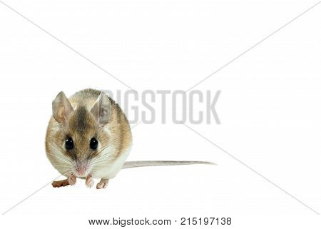 light yellow spiny mouse with white belly isolated sits and looks at the frame