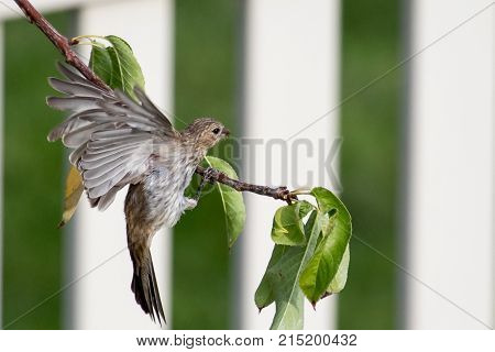 brown and yellow striped female house finch flies to perch on a fruit tree