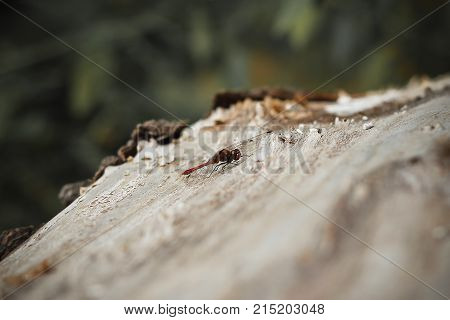 Cute Dragonfly sits in a tree a spring mood