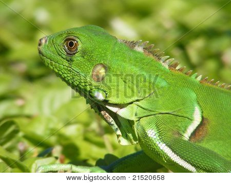 Iguana sv Verde tropiska