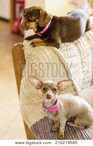 Little Dogs Chilling On Sofa