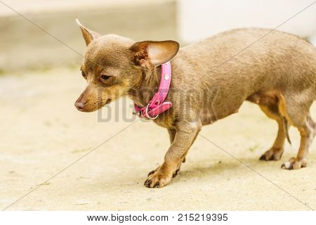Little Dog Playing Outside