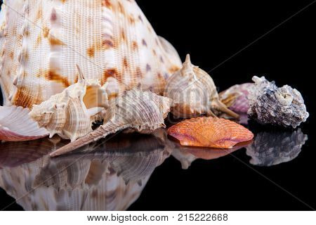 Close-up seashells with reflection on black background .