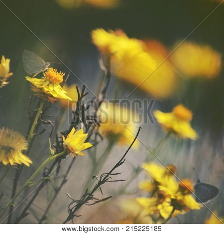 Butterflies on wild yellow everlasting daisies growing in woodland near Grenfell in NSW countryside, Australia. Selective focus.