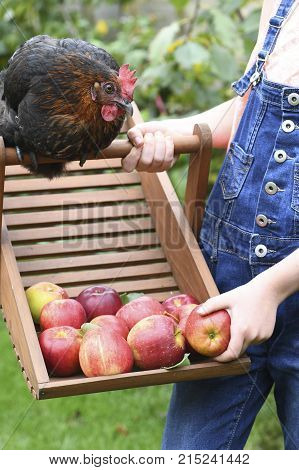 happy free range chicken looking at apples while playing with a child on a smallholding green grass in the background for text overlay