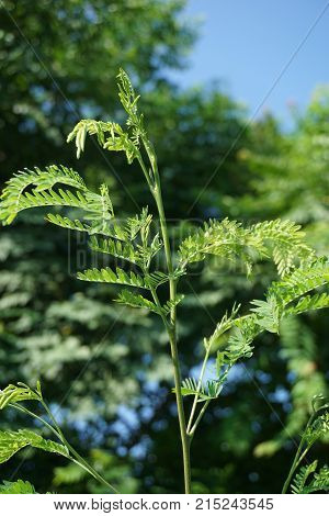 fresh green leucaena glauca plant in nature garden