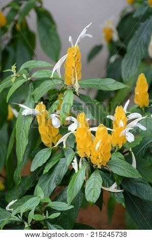 close up Golden shrimp plant in nature garden