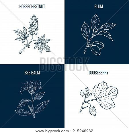 Set of four hand drawn eatable and medicinal plants, horsechestnut, plum, bee balm, gooseberry. Vector illustration