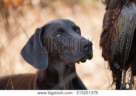 the dog breed Weimaraner is a hunting trophy