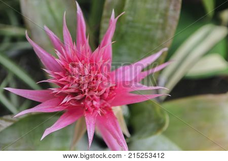 Flower Large Background