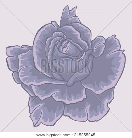 Violet rose. Isolated violet flower. Isolated rose flower