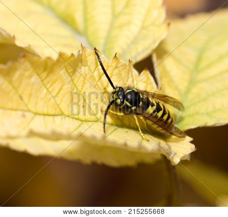 wasp on a yellow sheet. macro . In the park in nature