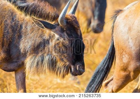 The great african plains with grass. Close-up of a gnus or wildebeest in a herd. Landscape in Ngorongoro, Tanzania.