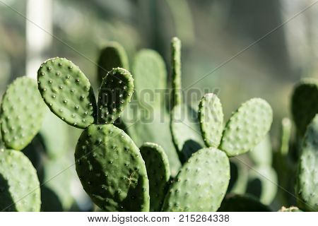 tacinga inamoena cactus succulent abstract design background structure