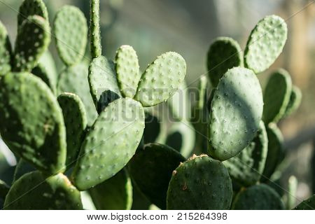 tacinga inamoena cactus succulent abstract design background structure