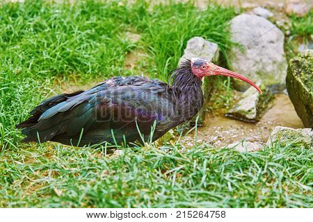 Northern Bald Ibis