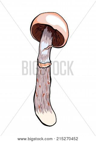 Hand drawn vector illustration of a mushroom grebes