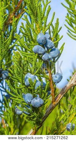 Blue juniper berries on a branch close up.