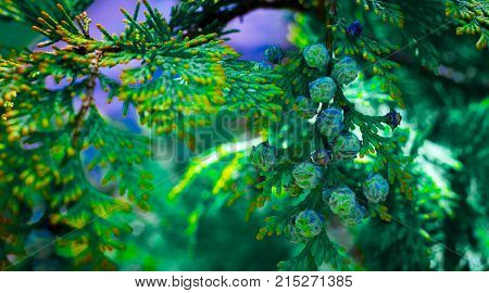 Blue juniper berries on a branch close up.