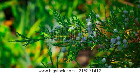 Blue juniper berries on a branch close up.