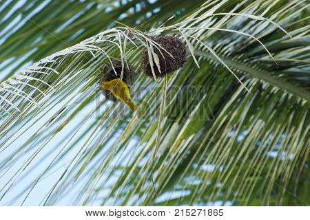 Small Yellow Bird Nesting On A Palm Tree