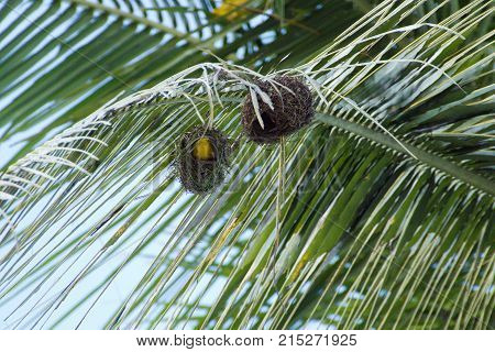 Small Yellow Bird Nesting On A Palm Tree
