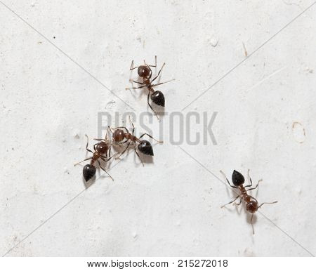ants on a white wall. macro . In the park in nature