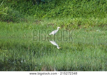 Tall White Bird In Grass Wetland