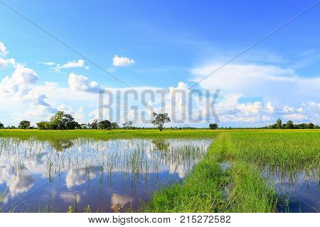 Beautiful atmosphere of rice field in Thailand.