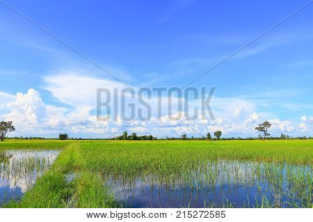 Beautiful atmosphere of rice field in Thailand.